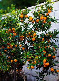 Difficult/challenging to grow in hot desert areas. Seto Satsuma Orange Tree For Sale Online The Tree Center