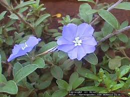 Foliage may be green or gray, blossoms bright. Plantfiles Pictures Evolvulus Blue Daze Hawaiian Blue Eyes Blue Daze Evolvulus Glomeratus By Dinu