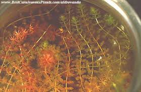 Image result for Aldrovanda