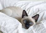 8 Cute Pictures of Siamese Cats - The Spruce Pets