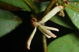 Image result for Xylopia wilwerthii