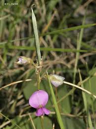 Image result for Galactia