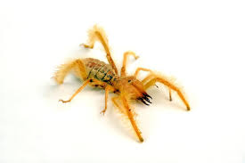 Camel spiders are a diverse lot. 87 Beste Camel Spider Bilder Stock Fotos Vektorgrafiken Adobe Stock