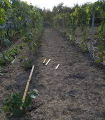 We did not find results for: La Ce Distanta Am Plantat Noi Butasii De Vie Realitatea In Poze