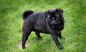 Carolina ranch animal hospital and resort. German Authorities Seize Family Dog Over Unpaid Taxes And Sell It On Ebay Daily Mail Online