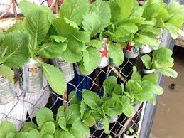 Image result for RAU MẦM CẢI XANH