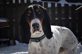 Image result for švycký honič