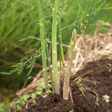 Growing plants and shrubs for zone 9 sun gardens. Perennial Vegetables Edibles That Come Back Year After Year Greenview