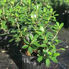Image result for Grewia microcarpa