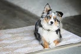 A go to resource for dog lovers. Australian Shepherds Lifespan Health And Care Aspca Pet Health Insurance