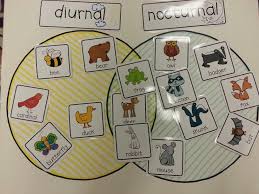 Super Wildlife Room 2 Have Some Animals Printed Out And Leave Some Blank So The Ki Diurnal Animals Nocturnal Animals Kindergarten Nocturnal Animals Activities
