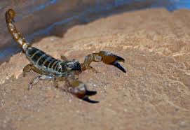 Most of them feed on grasshoppers, crickets, termites, beetles, and wasps. Eating Scorpions Survival Food Or Survival Of The Planet