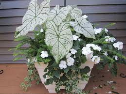 Online Plant Guide - Caladium Bicolor 'White Christmas' / White Christmas  Caladium