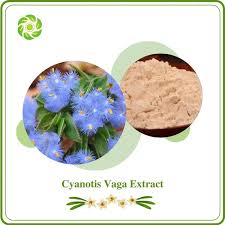 Image result for Cyanotis longifolia