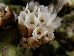 Image result for Ancistrorhynchus tenuicaulis