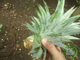 Nenas md2 merupakan nenas yang paling manis di. Cara Mudah Menanam Nanas Dengan Mahkotanya How To Grow A Pineapple Youtube