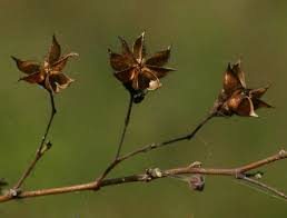 Image result for Wissadula