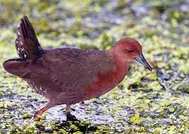 Berbeda dengan burung pipit yang sering kita lihat di sawah, dimana bulu burungnya sangat standar dengan komposisi hitam kecoklatan dan sedikit warna putih di bagian dada, burung pipit jenis lain memiliki perpaduan warna yang cukup unik. Ciri Khas Burung Tikusan Merah Habitat Dan Kebiasaan Hidupnya Jalak Suren Net
