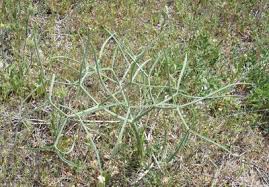 Image result for Diplolophium africanum