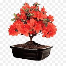 Even more so, you will need to make sure that you do not give. Bonsai Satsuki Azalea Flower Ficus Retusa Post It Garden Flower Delivery Fig Trees Png Pngwing