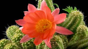 From my spring 2010 road trip. Echinopsis Chamaecereus Hybrid Peanut Cactus El Gigante Timelapse Youtube