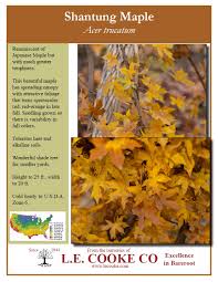 This tree grows well in texas soils and sunshine while providing the incredible autumn flair of northeastern trees. Acer Boxelder Maple