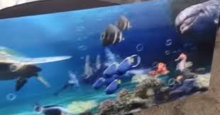 3 Boyutlu Tezgah Arasi Cam Profil Uygulamasi Albayrakgergitavan Com Fish Pet Pets Fish