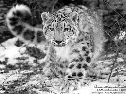 Download Bilder Fur Das Handy Tiere Schneeleopard Kostenlos 10853 Leopard Tapete Schneeleopard Tiere 2160x3840 die 93+ besten schöne hintergrundbilder der blumen fürs handy bestimmt für bilder blumen kostenlos downloaden. pinterest