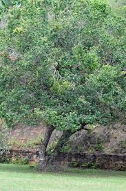 Image result for Syzygium cordatum