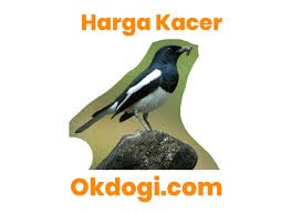 Read more suara decu kembang asli gacor untuk. Harga Burung Kacer Terbaru 2019 Update Terus