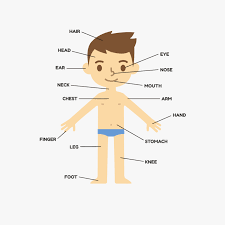 Download free printable english flashcards for kids body parts. Body Parts Png Parts Of The Body Nurse 1228255 Png Images Pngio