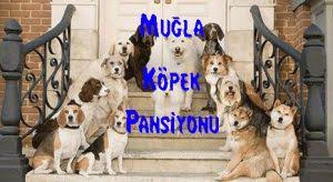Mugla Kopek Oteli Gerek Resmi Tatillerde Gerekse Hafta Tatillerinde Haftanin 7 Gunu 24 Saat Ulabileceginiz Bir Hizmettir Kopek Pan Kopek Kopek Egitimi Oteller