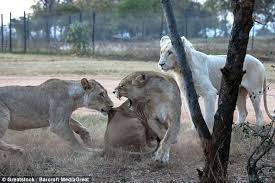 Image result for lion rips woman's arm off in her car and Africa