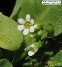 Image result for Samolus