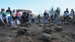 Giant tortoises reclaim Floreana Island in Galápagos after more than 150 years - KIRO 7 News Seattle