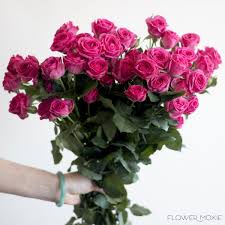 Deep Pink Spray Roses Raspberry Spray Roses Hot Pink Spray Roses Flower Moxie Spray Rose Bouquet Spray Roses Beautiful Roses Rose