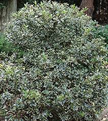 Hollies are hardy trees sam and you can prune the branches during spring and early summer time bill replies. Ilex Aquifolium English Holly Seasonal Gardening