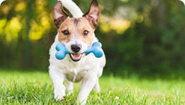 Daycare is a great way to get your pet to socialize with other dogs! Red Barn Pet Ranch Dog Boarding Dog Daycare Dog Spa Bulverde Tx