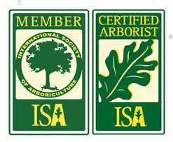 The professionals at at your tree service, inc. Tree Services 727 389 2994 Or 813 265 3224 Palm Harbor Tree Service Palm Harbor Tree Trimming Service Palm Harbor Arborists Tree Removal Services Palm Harbor Certified Arborist Palm Harbor