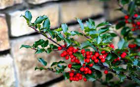 Abundant dark red berries in fall and winter. Blue Prince And Princess Combo Holly Bush Holly Bush Evergreen Plants Holly Tree