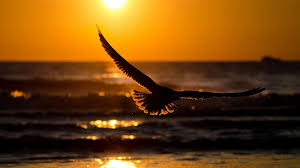 Birds Flying In The Sky Sunset Flying Bird In Sunset 1920x1080 Eagle Wallpaper Birds Flying Sunset Wallpaper