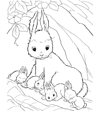20 marvelous frog colouring pictures image inspirations. Free Printable Rabbit Coloring Pages For Kids