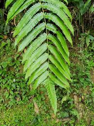 Image result for Cyatheaceae
