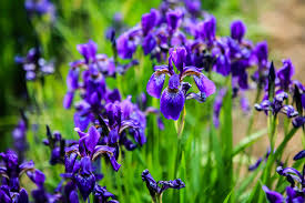 If a plant is known to be hazardous to humans, it may be toxic to animals as well. Common Garden Plants That Are Toxic To Cats