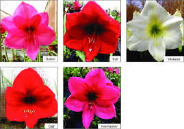 Image result for Hippeastrum sp. cultivars