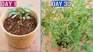 Growing in air pruning pots will create uniform, easy to transplant root balls, but tends to be quite expensive given that air prune pots are more below is a list of various air prune pot manufacturers. Air Pruning Pots Diy Gkvks Gardening Tips And Store