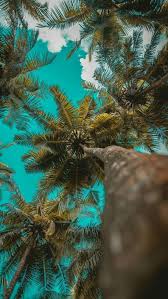 Wallpapers Iphone Xr Fondos De Pantalla 4k Hd Max Apple Ios Nuevos Originales 3 En 2020 Mejores Fondos De Pantalla Para Iphone Fondos De Pantalla Palmeras Fotos De Fondo De Pantalla