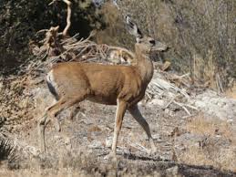Catalinas Mule Deer could come to mainland, sustain mountain lions