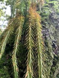 Image result for Huperzia dacrydioides