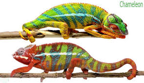 We did not find results for: Reptiles Amphibians Names And Pictures Necessary Vocabulary Necessary Vocabulary